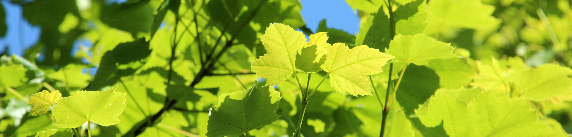 Acer rubrum 'Scanlon II'