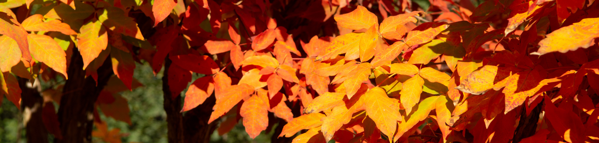 Acer triflorum