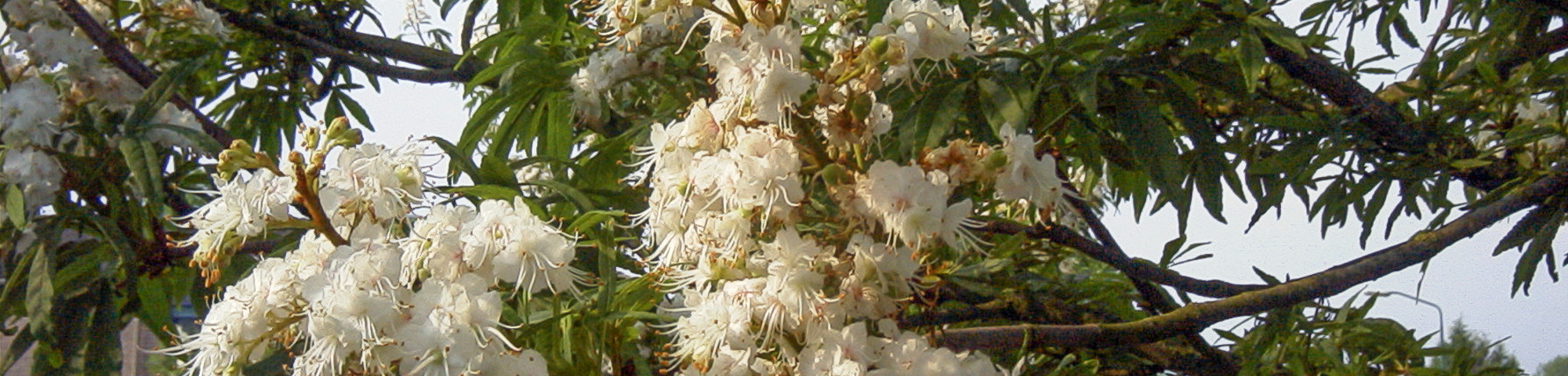 Aesculus 'Digitata'