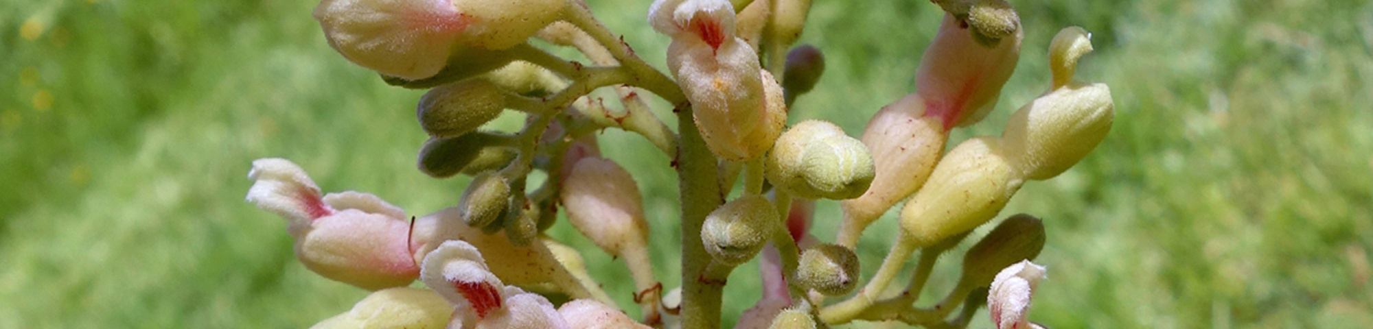 Aesculus flava