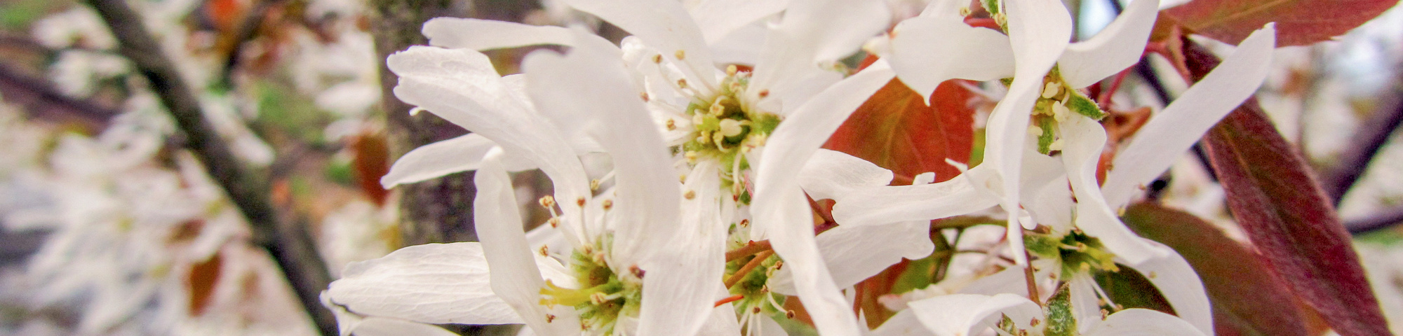 Amelanchier laevis