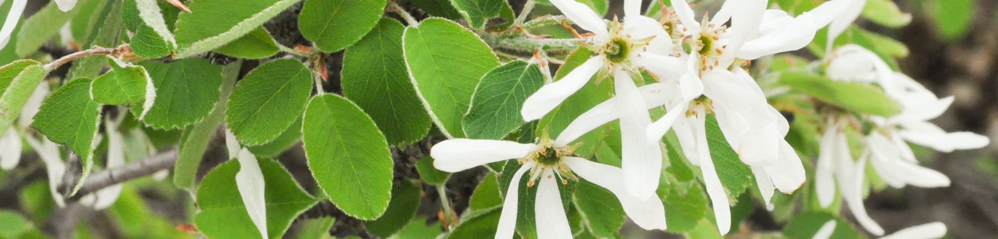 Amelanchier rotundifolia