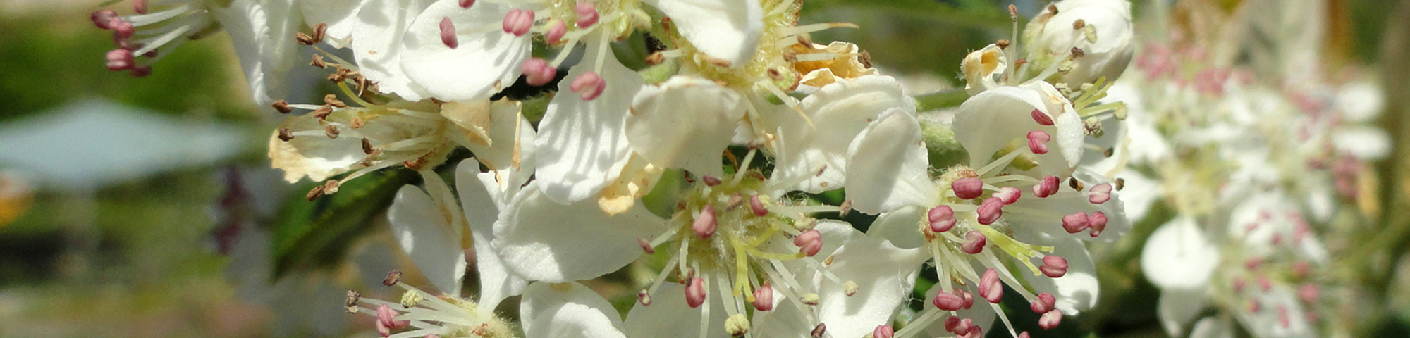 Aronia arbutifolia 'Brilliant'