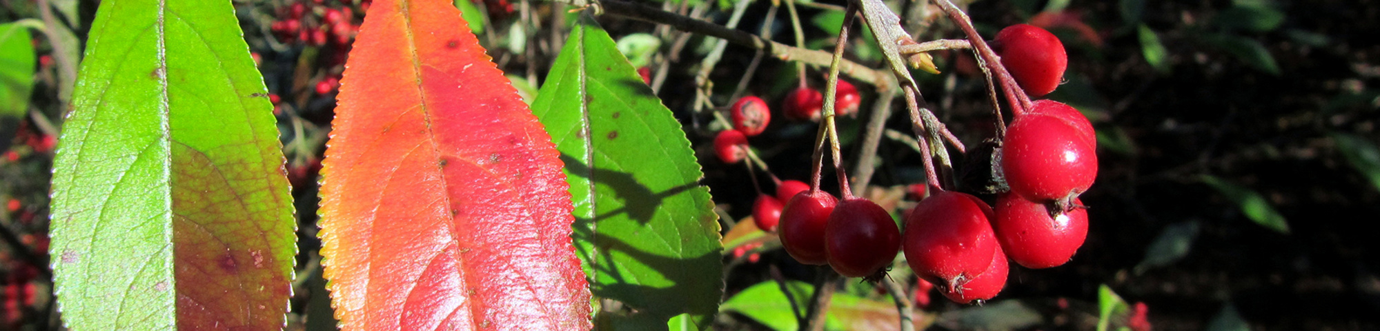 Aronia arbutifolia