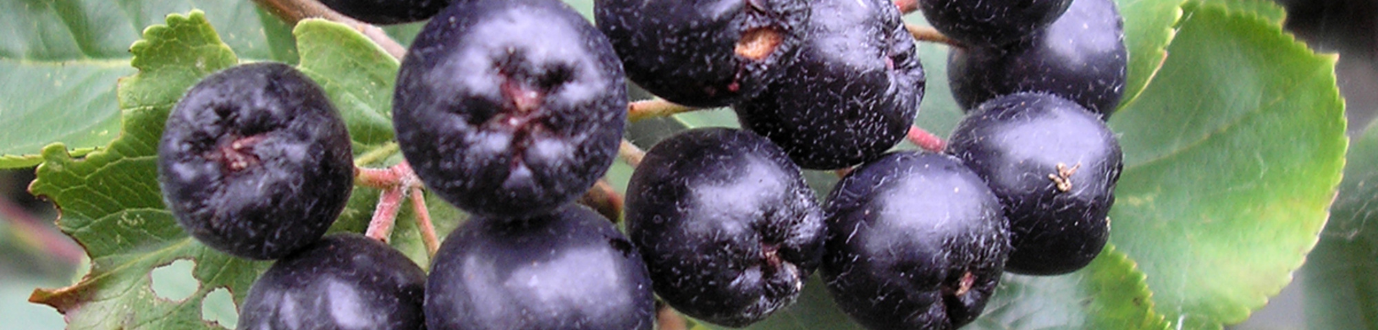 Aronia melanocarpa