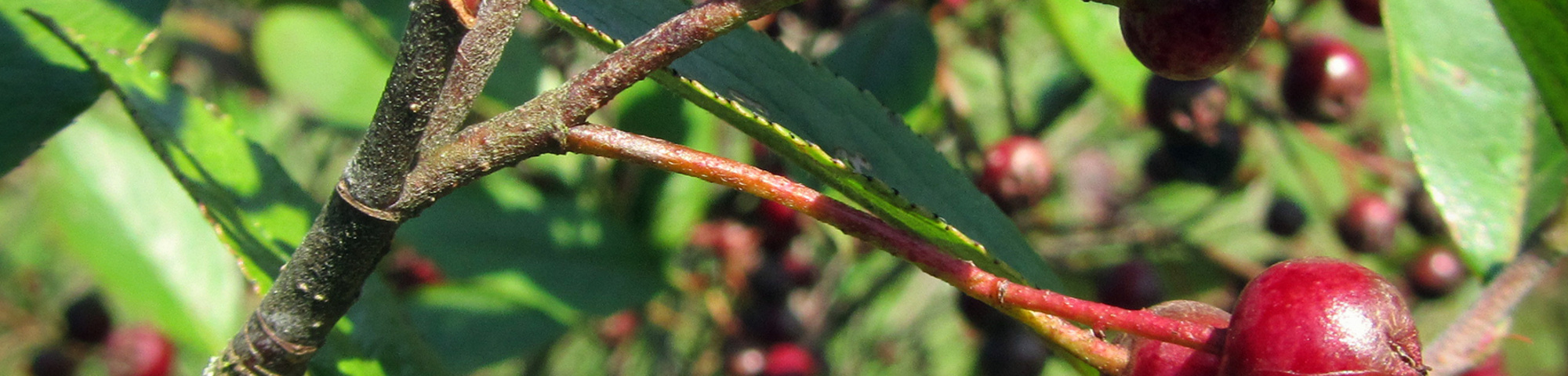 Aronia x prunifolia