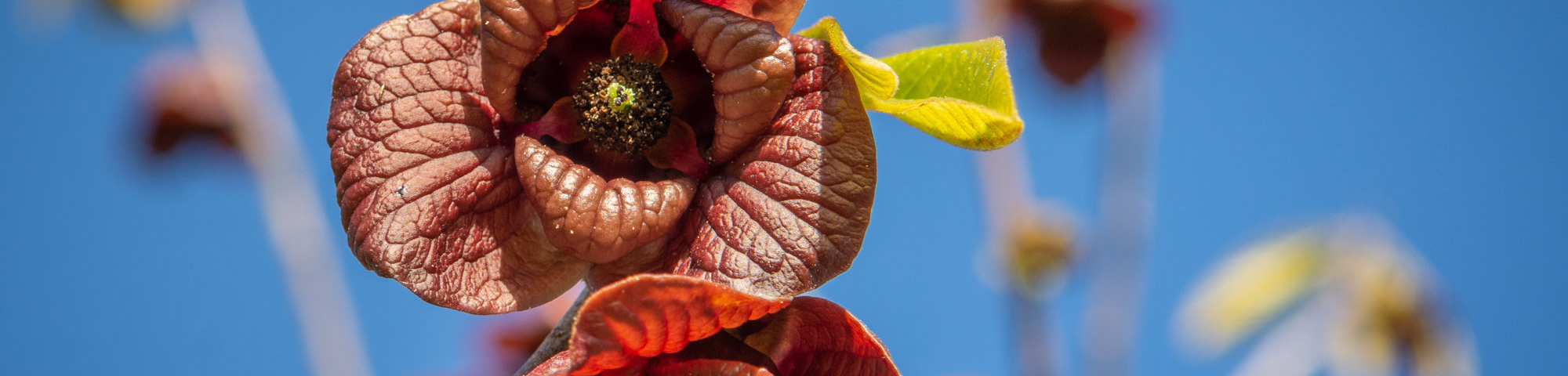 Asimina triloba