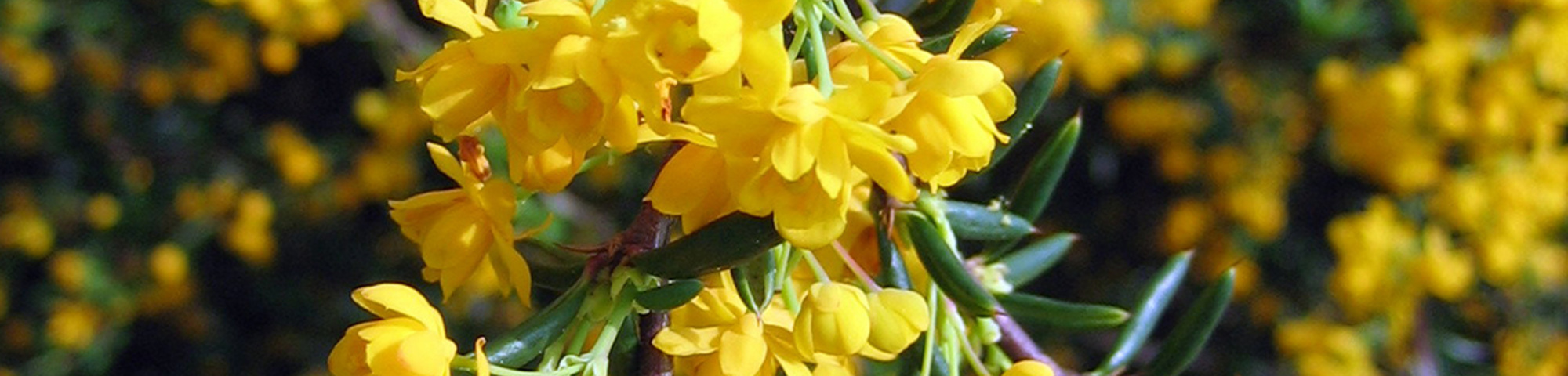 Berberis x stenophylla