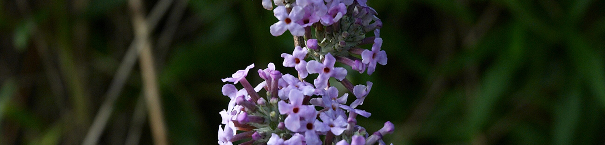 Buddleja alternifolia