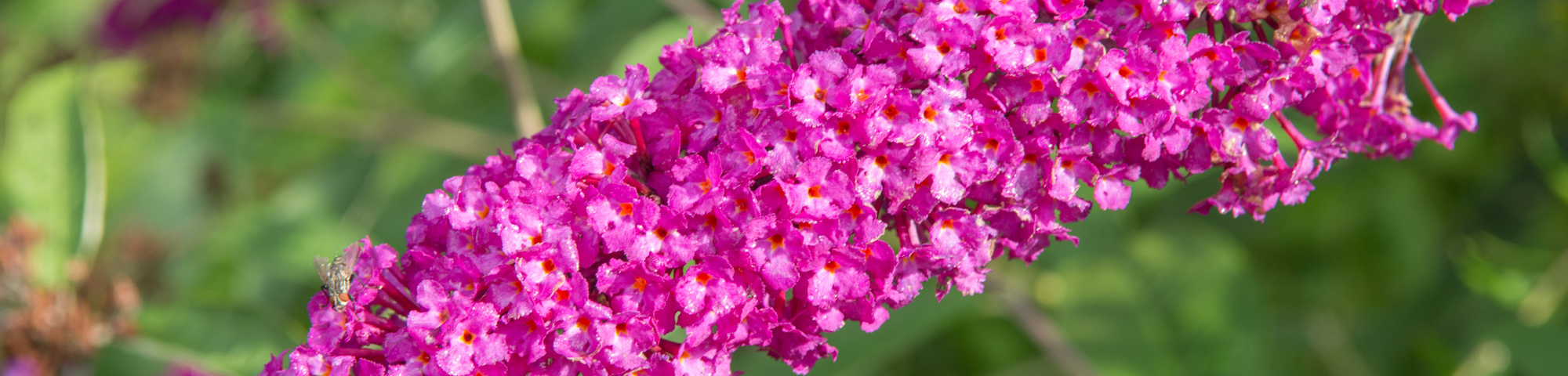 Buddleja davidii 'Royal Red'