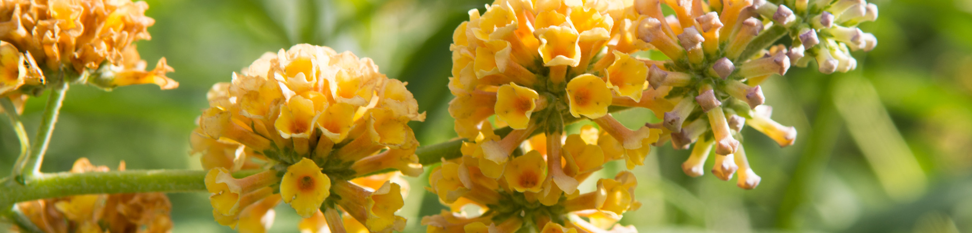 Buddleja x weyeriana 'Sungold'