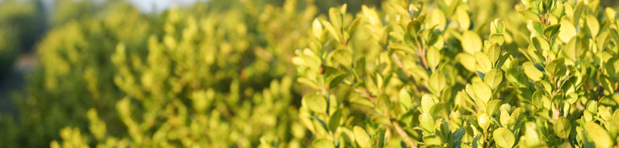 Buxus microphylla 'Faulkner'