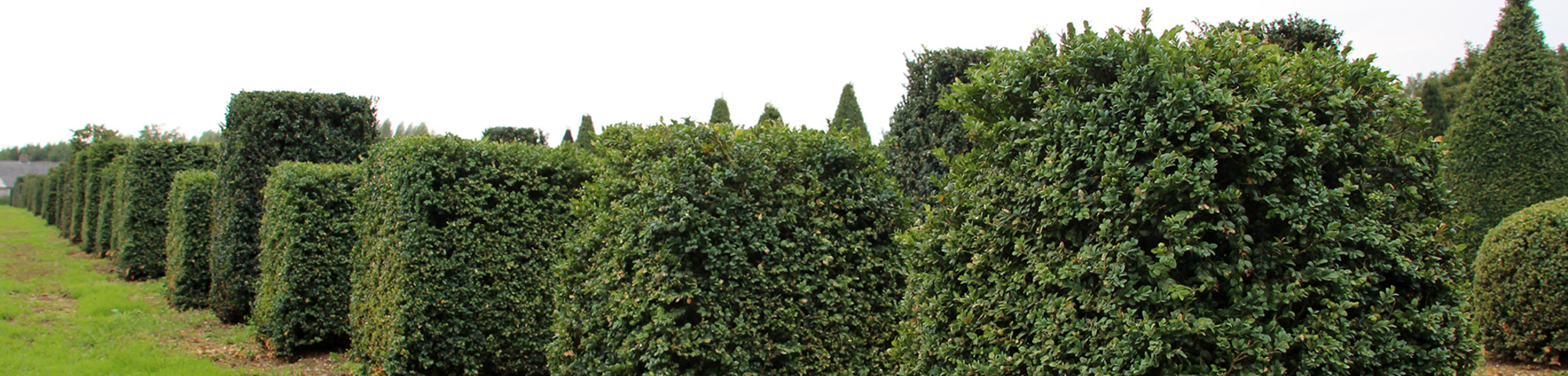 Buxus sempervirens 'Handsworthiensis'