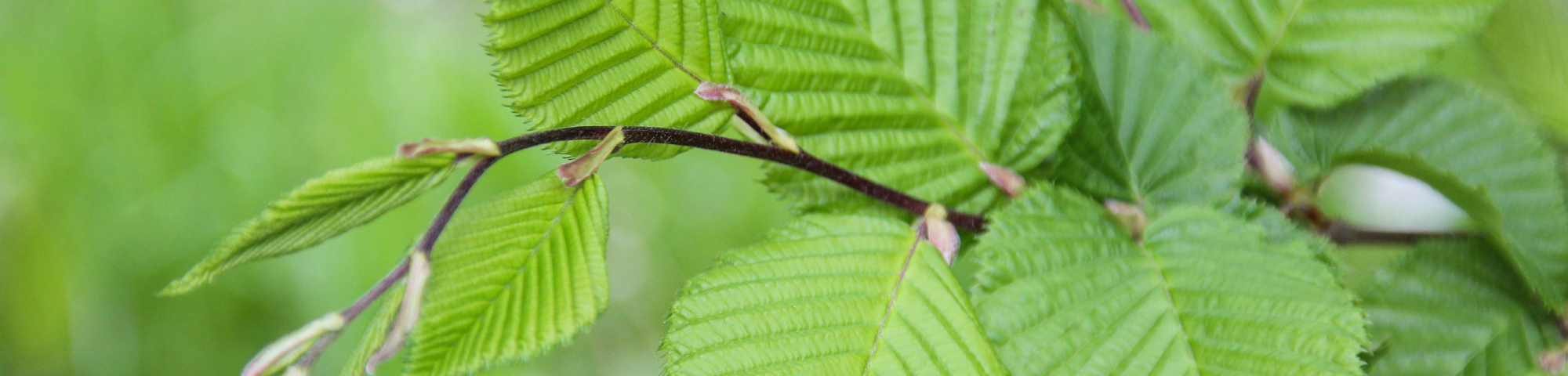 Carpinus betulus 'A. Beeckman'