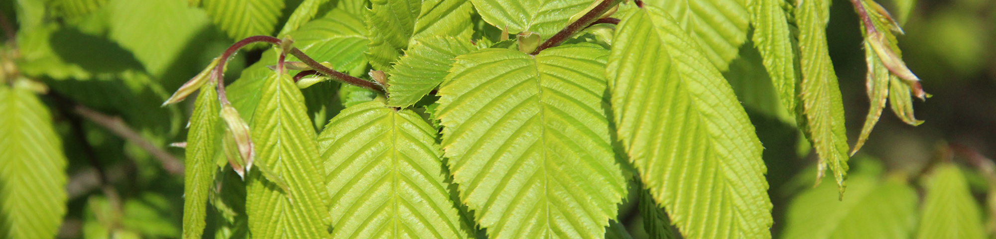 Carpinus betulus 'Lucas'