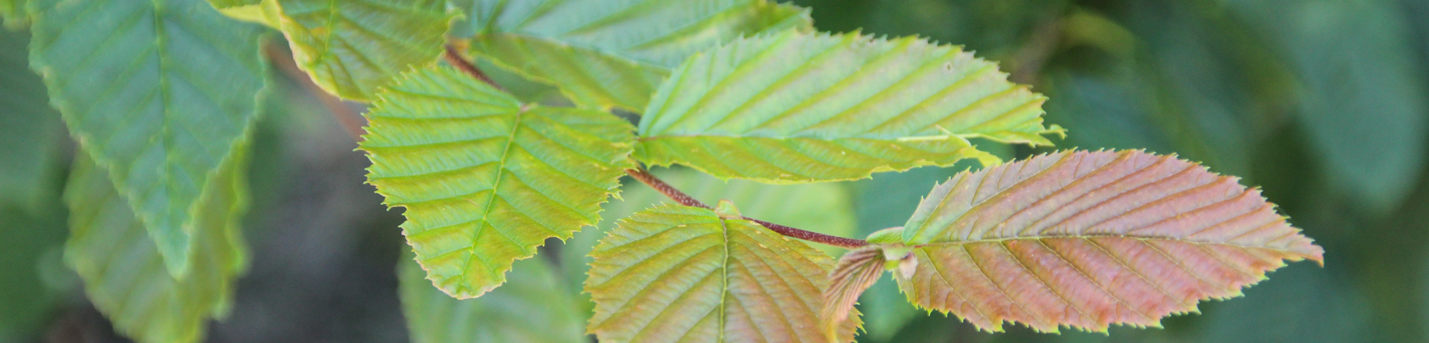 Carpinus betulus 'Purpurea'