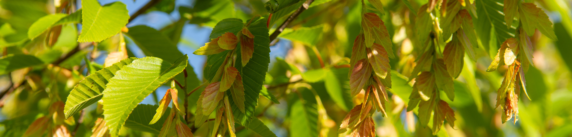 Carpinus turczaninowii