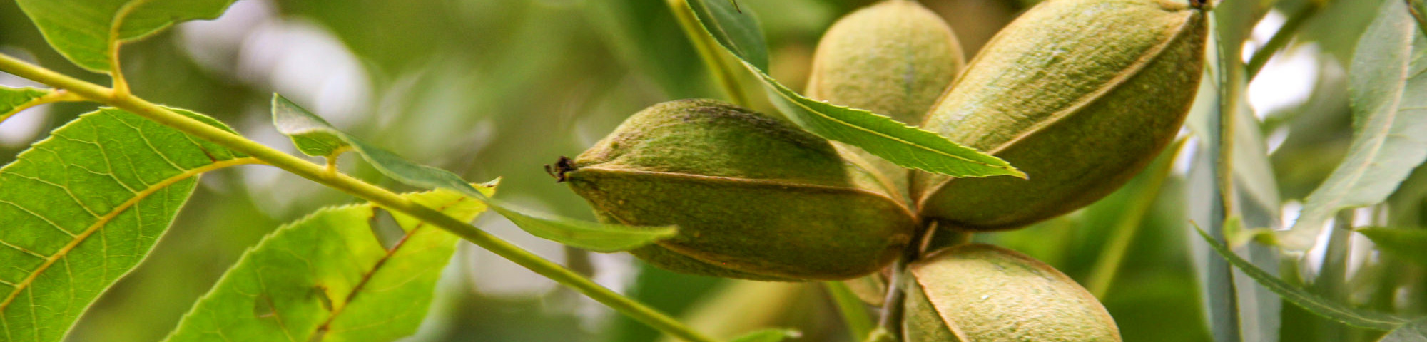 Carya illinoinensis (Pacanier, Noix de pécan) – LA FORET COMESTIBLE
