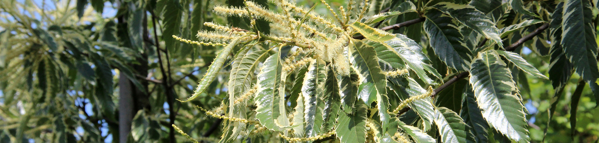 Castanea sativa 'Variegata'