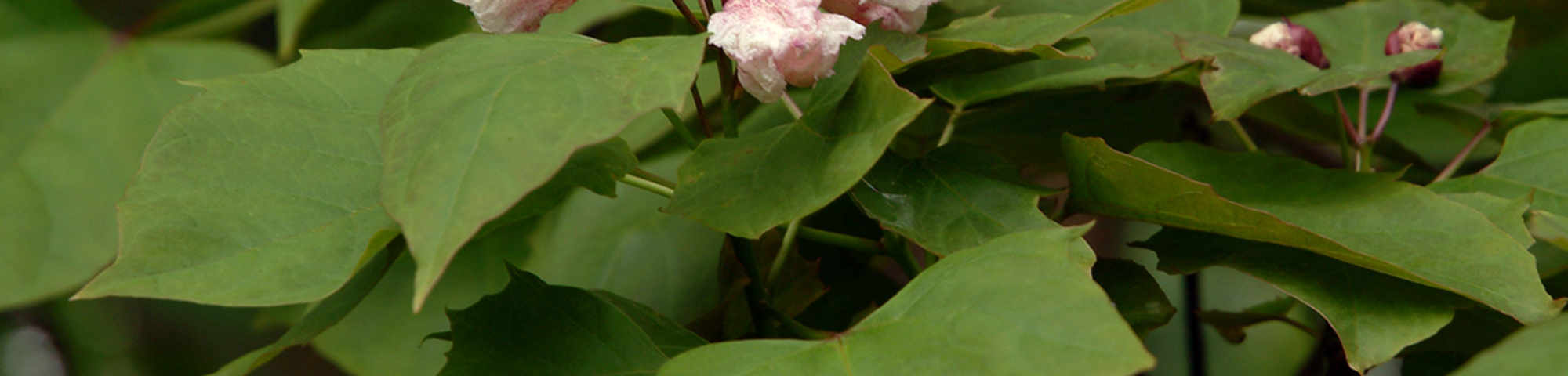 Catalpa bungei