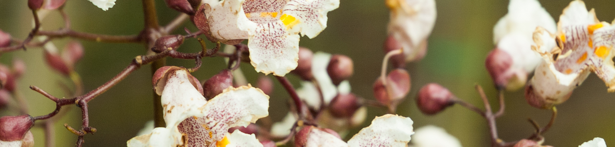 Catalpa x erubescens 'Purpurea'