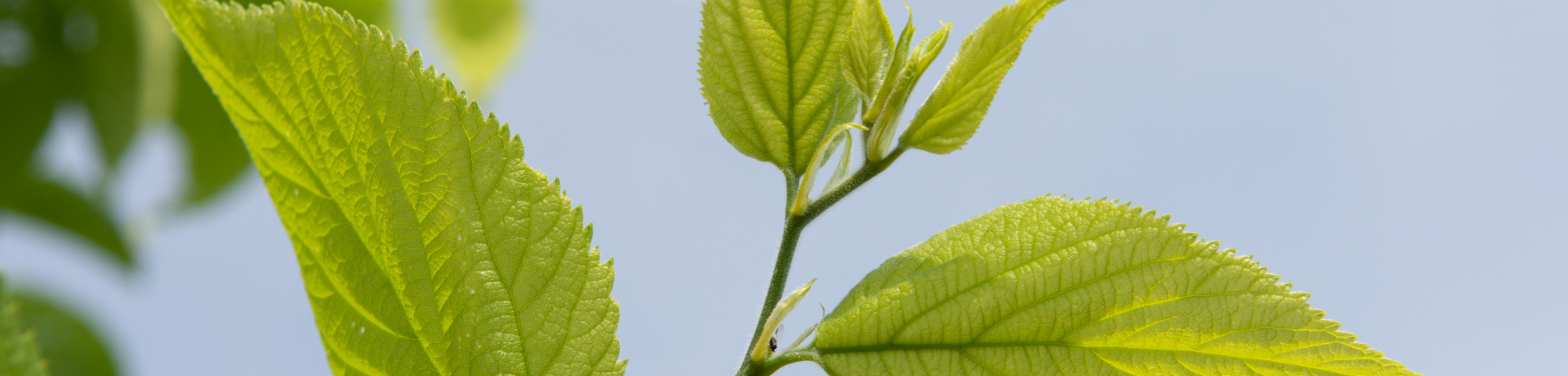 Celtis 'Magnifica'