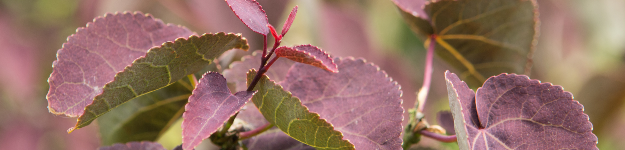 Cercidiphyllum japonicum 'Rotfuchs'