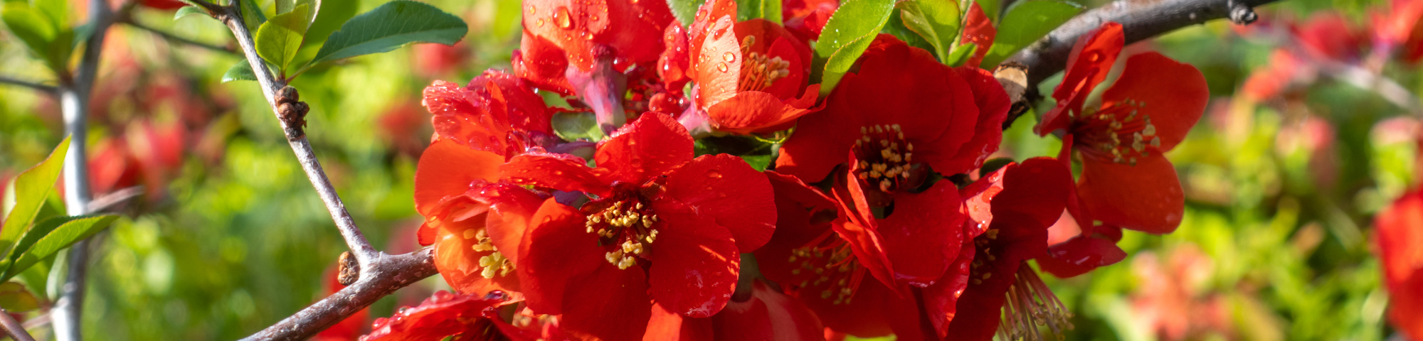 Chaenomeles x superba 'Texas Scarlet'