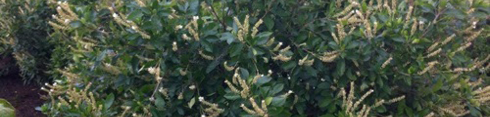 Clethra alnifolia