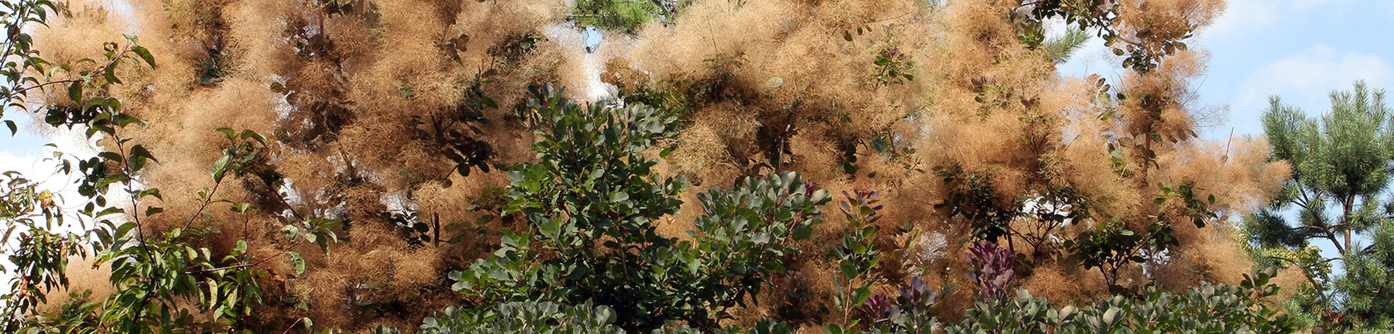 Cotinus coggygria