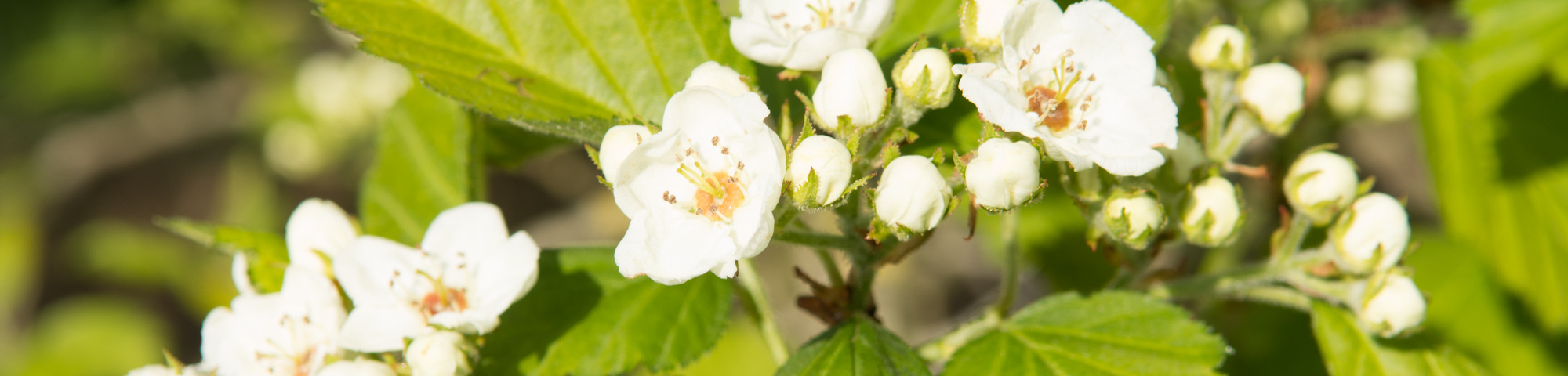 Crataegus coccinea