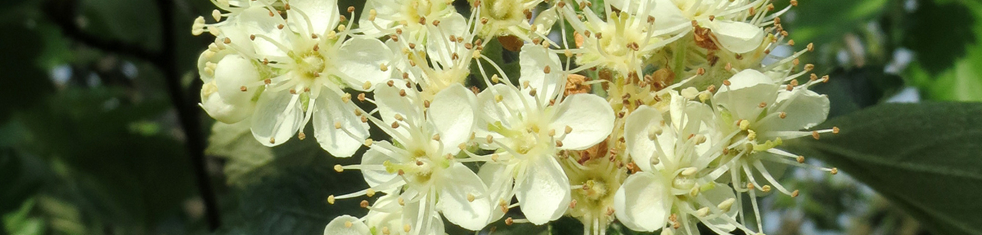 Crataegus laevigata