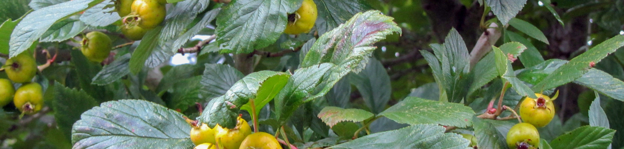 Crataegus pubescens f. stipulacea