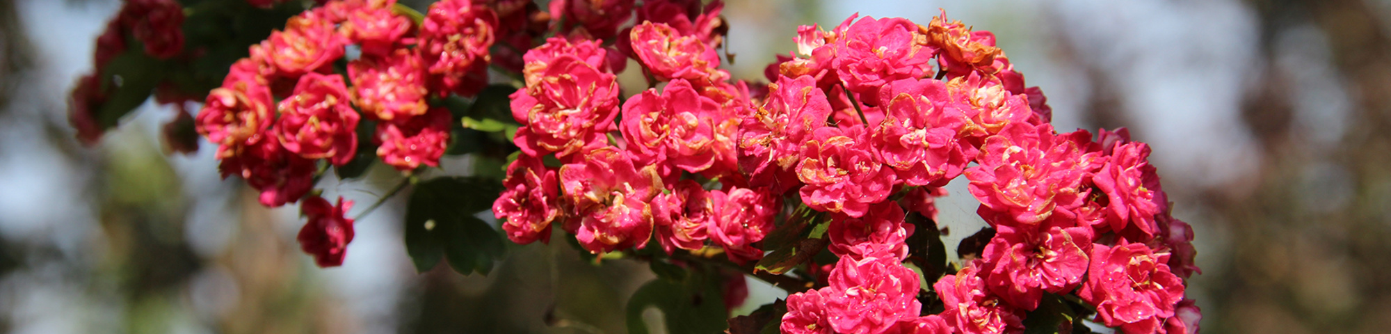 Crataegus x media 'Paul's Scarlet'