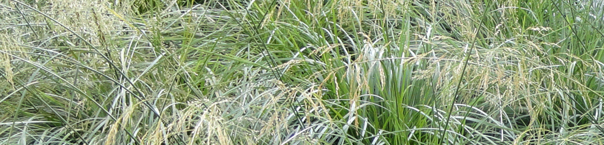 Deschampsia cespitosa