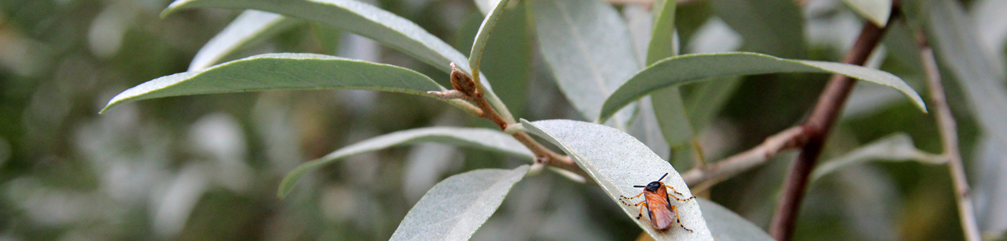 Elaeagnus 'Quicksilver'