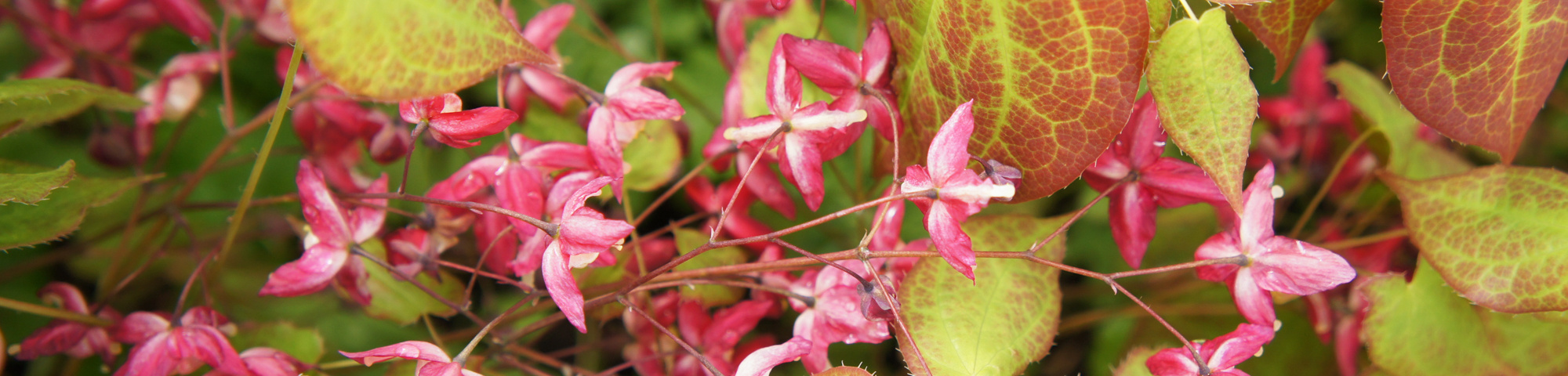 Epimedium x rubrum