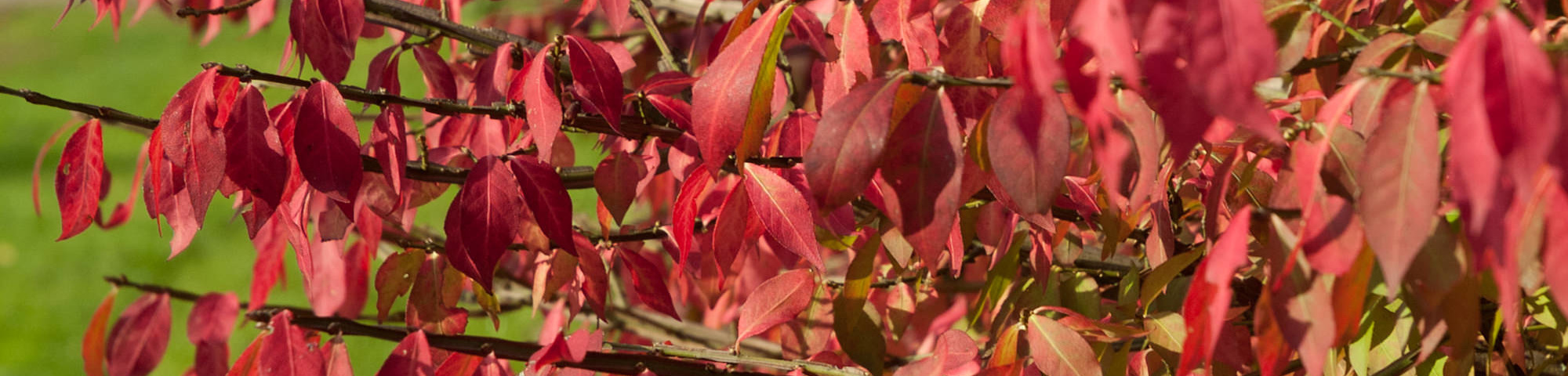 Euonymus alatus