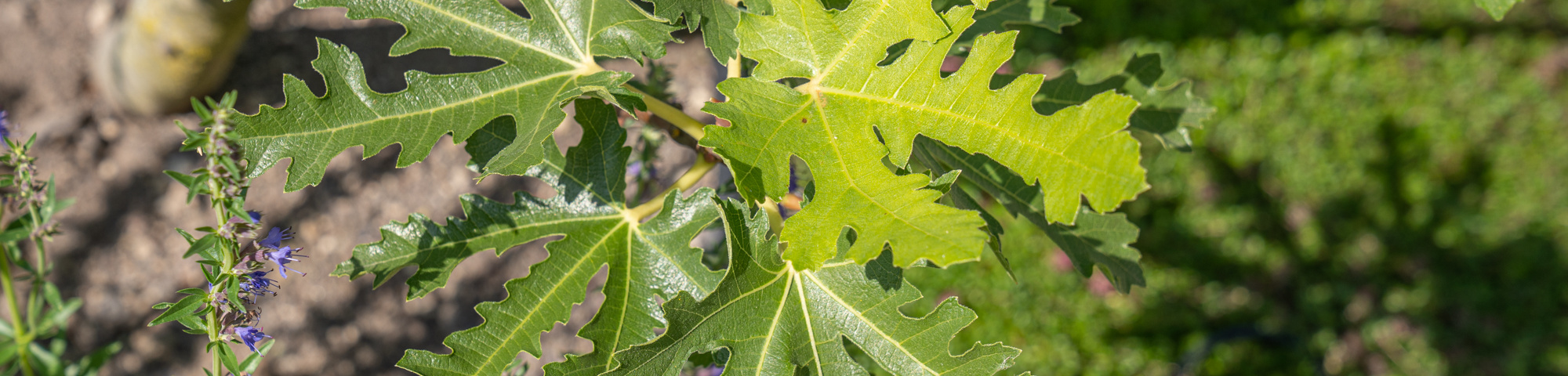 Ficus carica 'Ice Crystal'