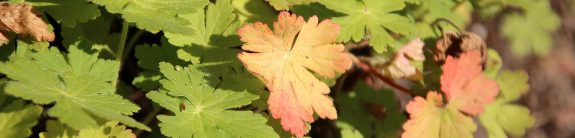 Geranium macrorrhizum 'Ingwersen's Variety'