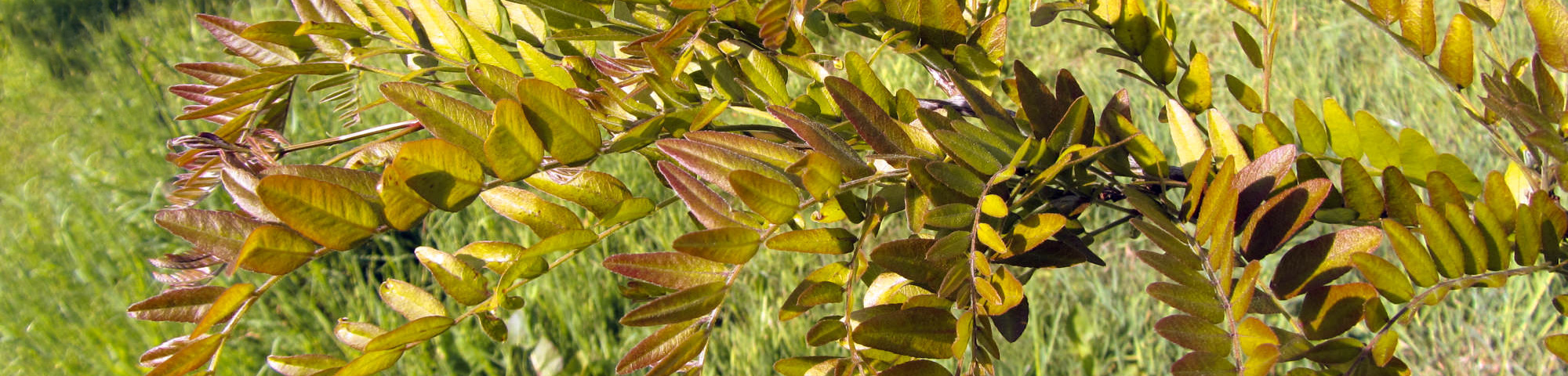 Gleditsia triacanthos 'Rubylace'