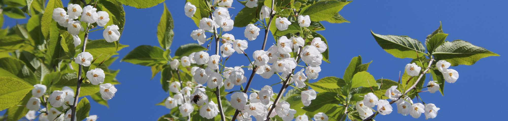 Halesia monticola