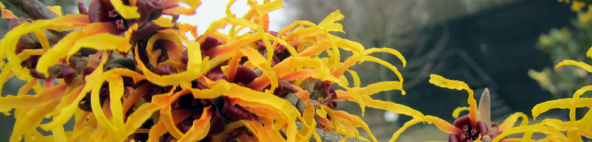 Hamamelis x intermedia 'Orange Peel'