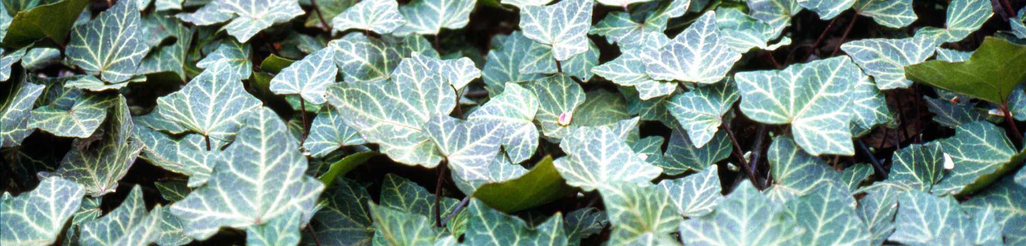 Hedera helix 'Woerner'