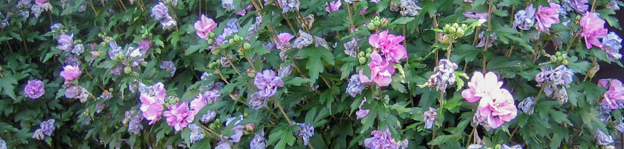 Hibiscus syriacus 'Ardens'