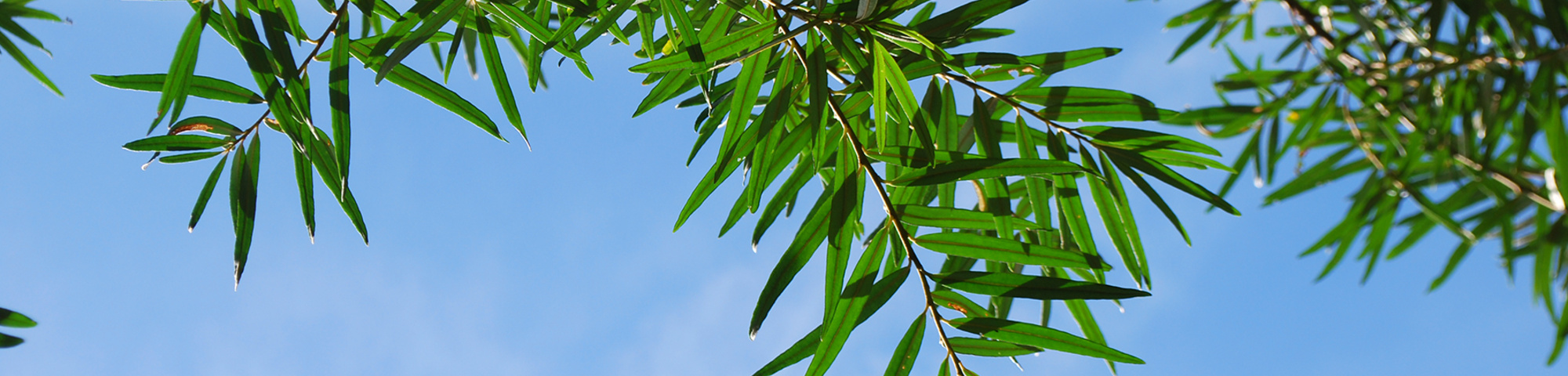 Hippophae salicifolia 'Robert'