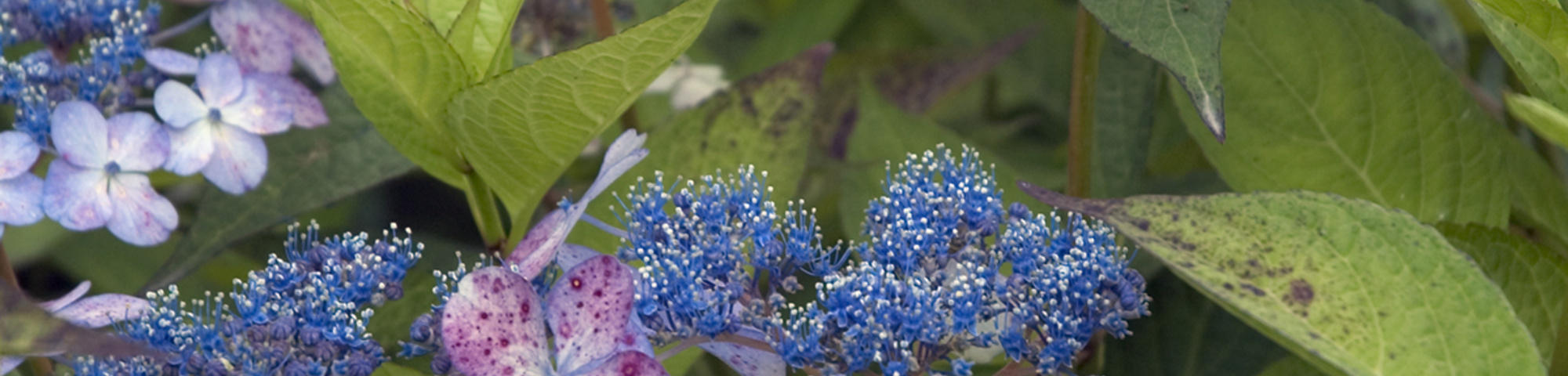 Hydrangea serrata 'Bluebird'