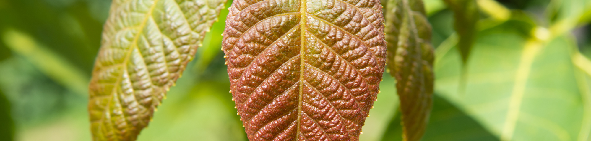 Juglans mandshurica