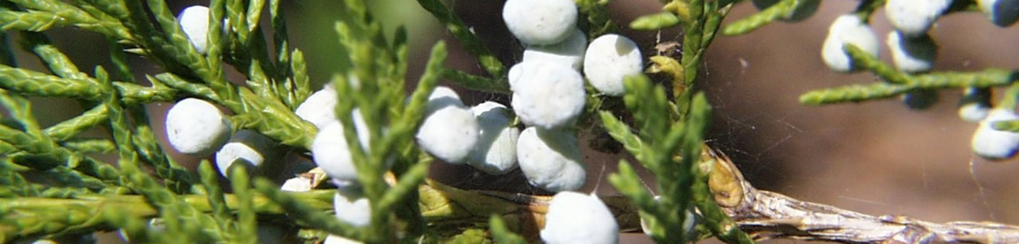 Juniperus virginiana