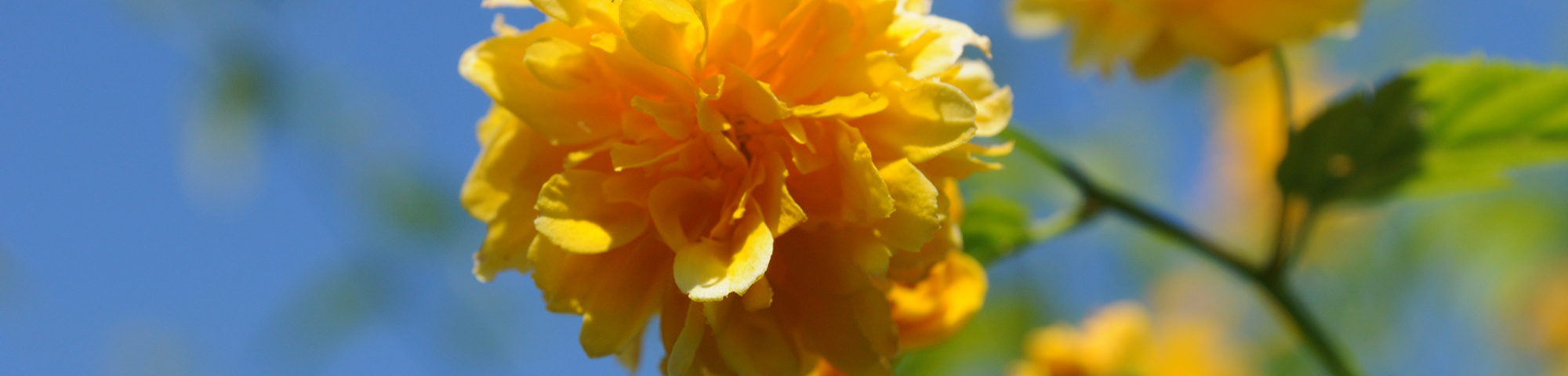 Kerria japonica 'Pleniflora'